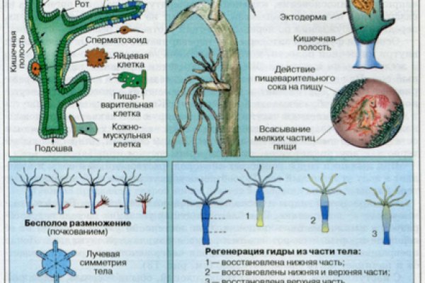 Какой кракен сейчас работает