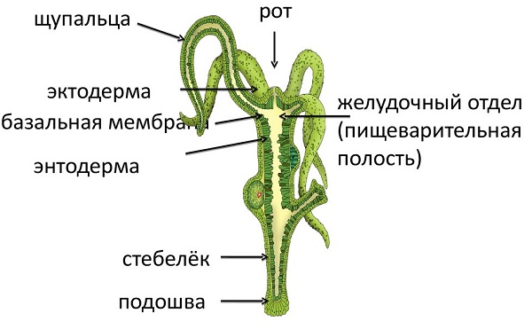 Сайт kraken в tor